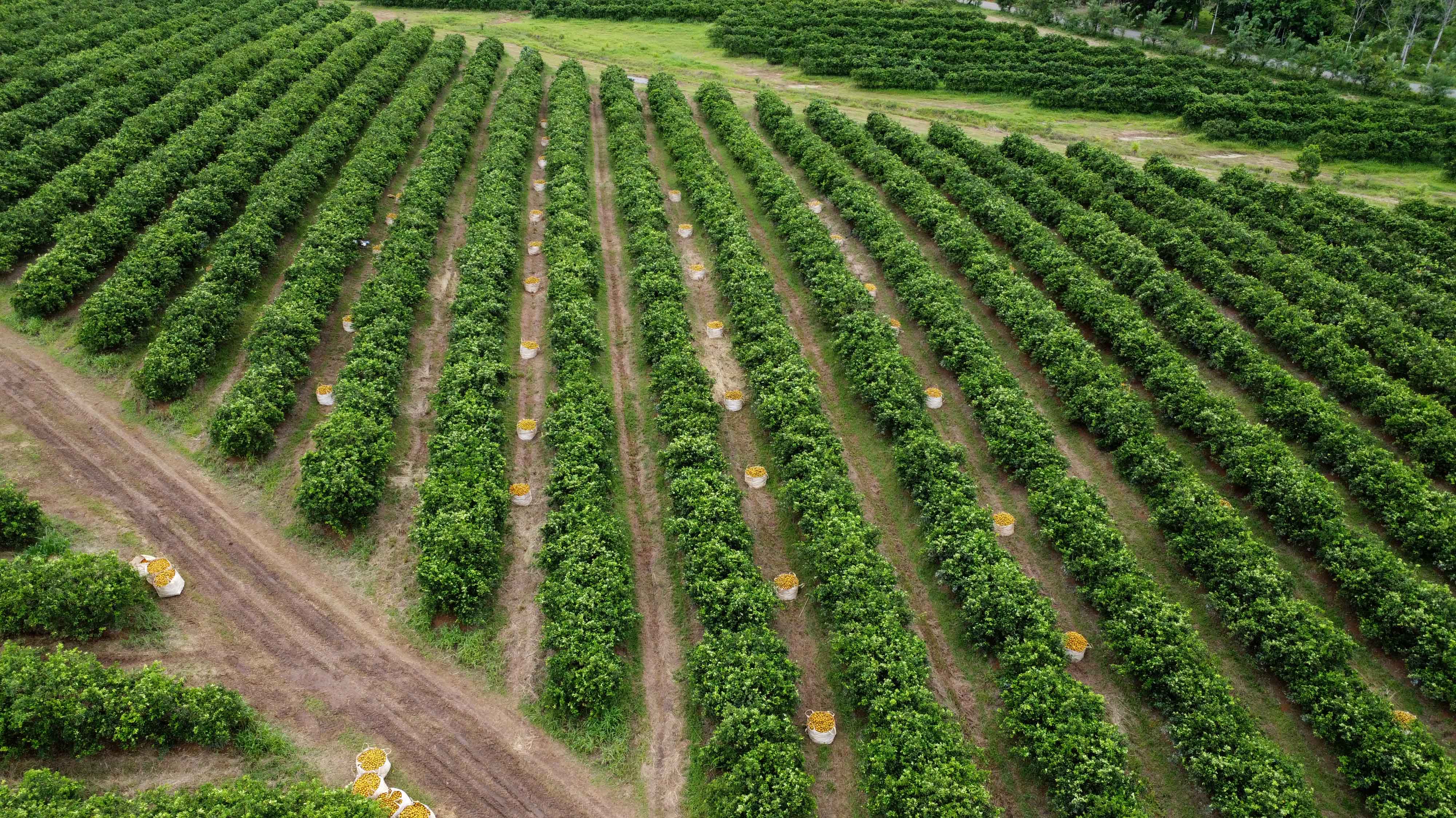 A well-kept lemon grove with straight green rows and bags of fresh-picked lemons